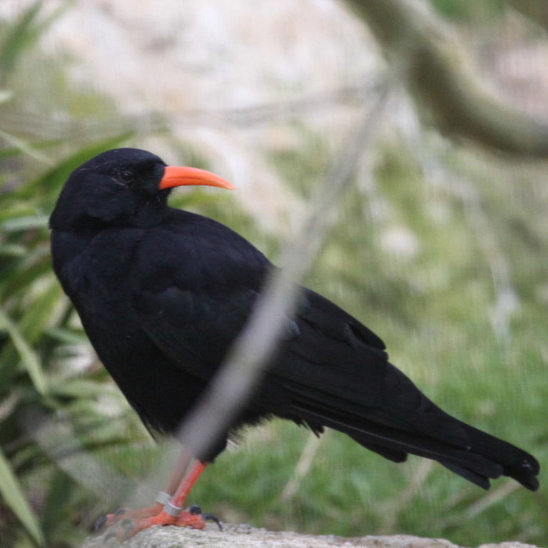 Red-billed Chough