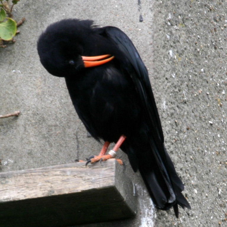 Red-billed Chough
