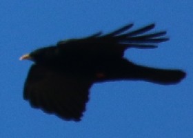 Yellow-billed Chough