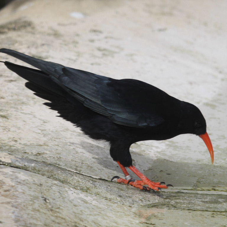 Red-billed Chough