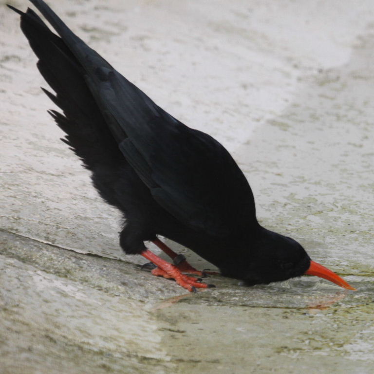 Red-billed Chough drinking