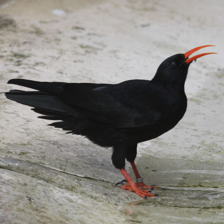 Red-billed Chough