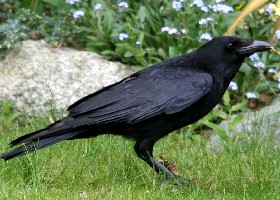 crow