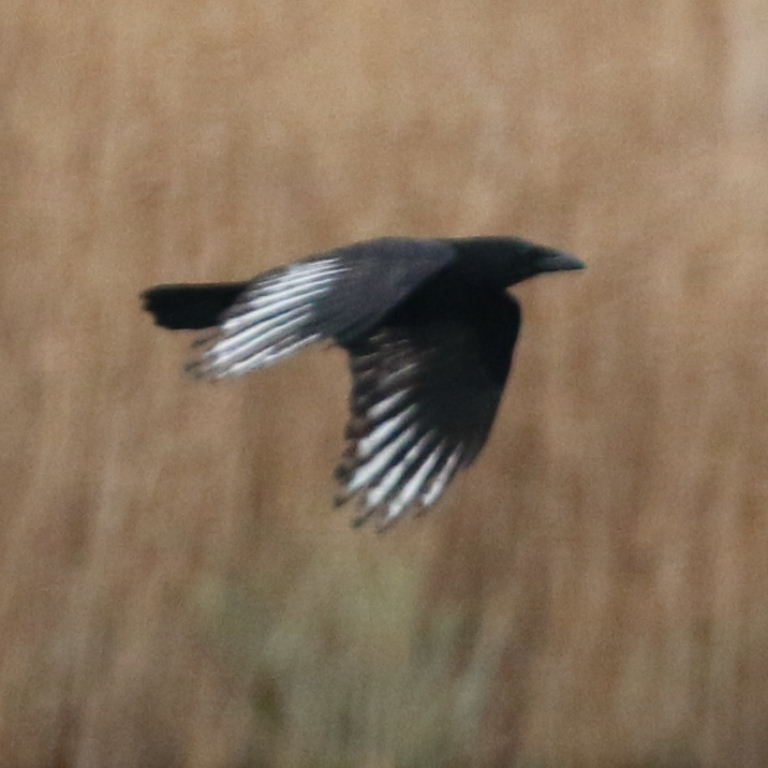 pied Carrion Crow