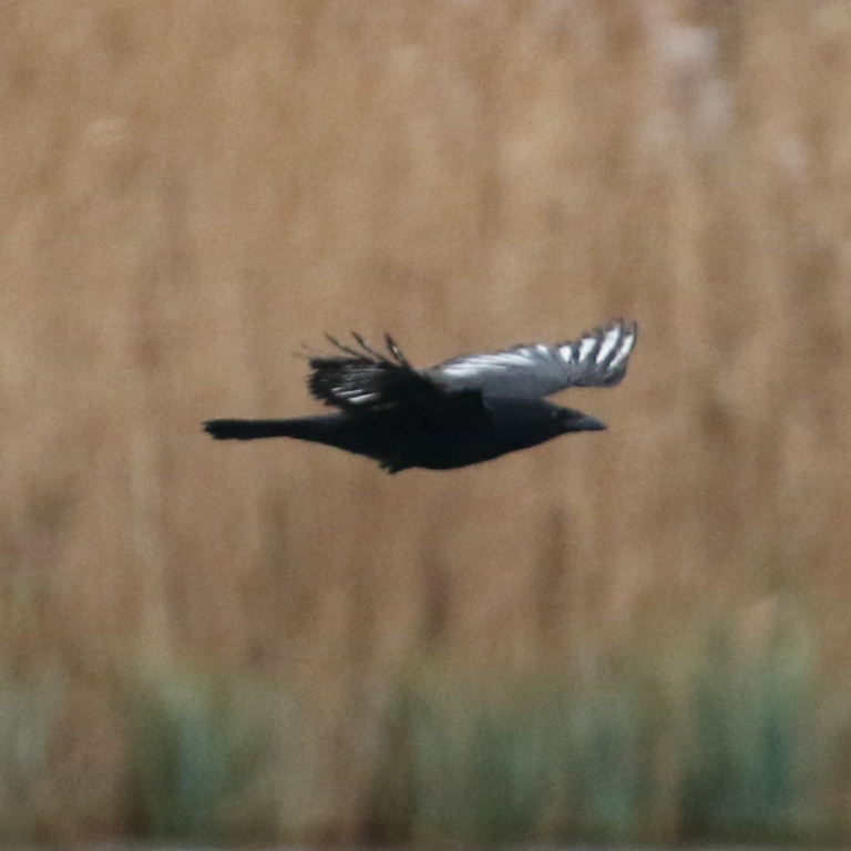 Pied Crow