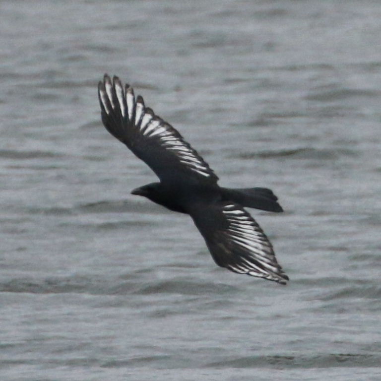 pied Crow
