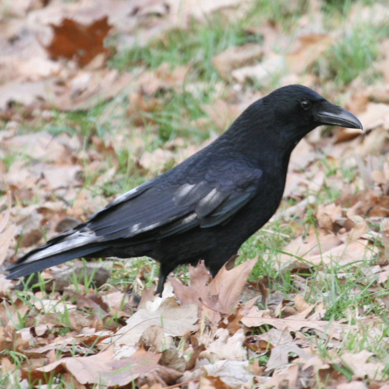 pied Carrion Crow