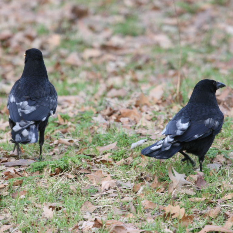 pied Crow