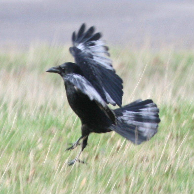 pied Crow