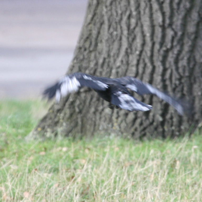 pied Carrion Crow