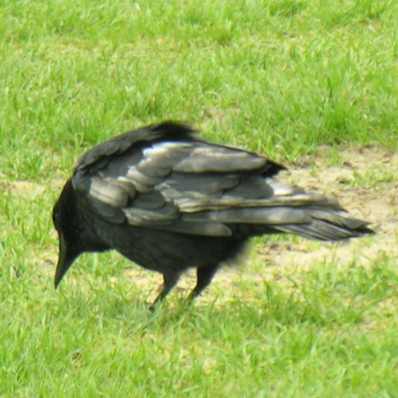 pied Crow