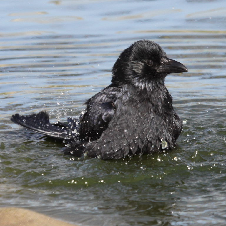 Carrion Crow bath