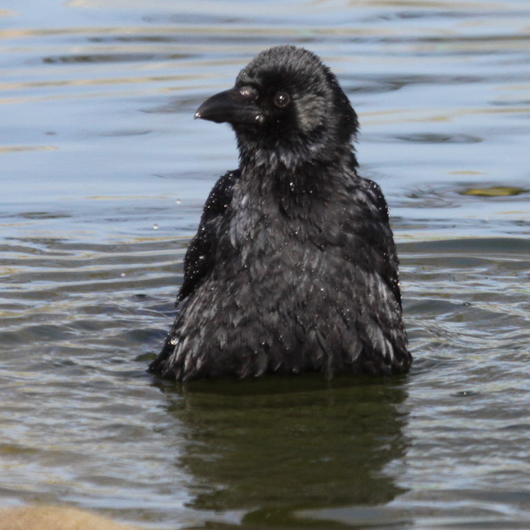 Crow bath