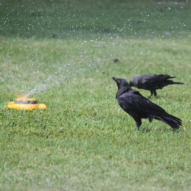 Crow shower
