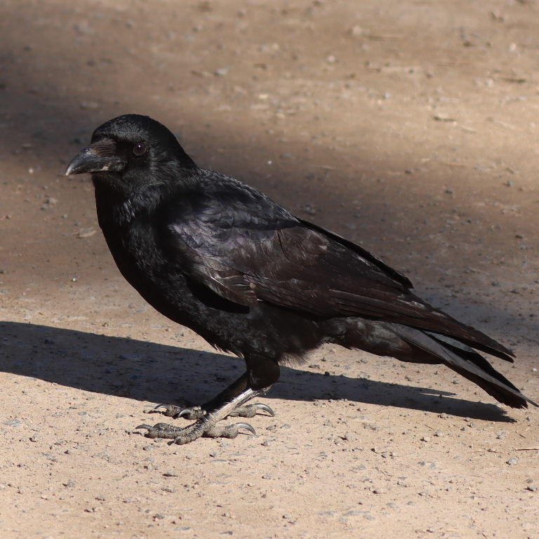 Brownish Carrion Crow
