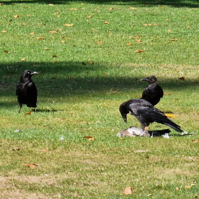 Carrion Crows eat dead wood pigeon