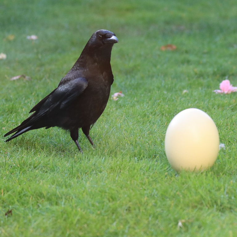 Carrion Crow