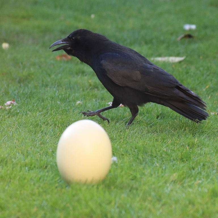 Crow