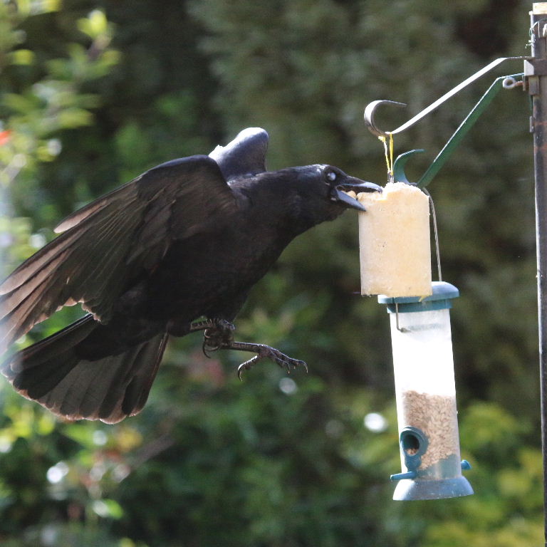 Carrion Crow