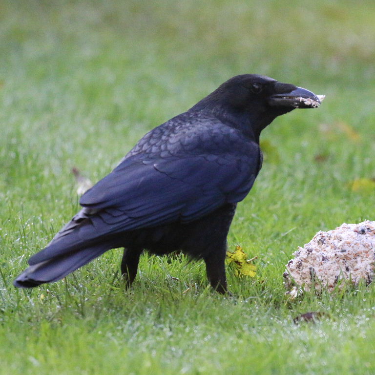 Crow