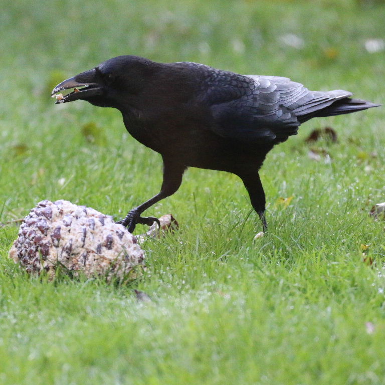 Crow