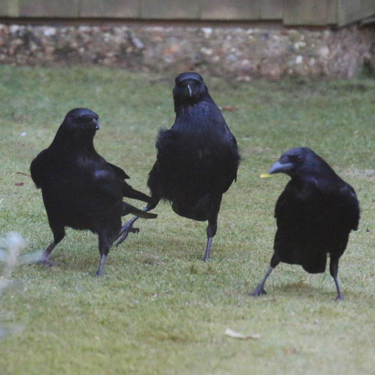 murder of Carrion Crows