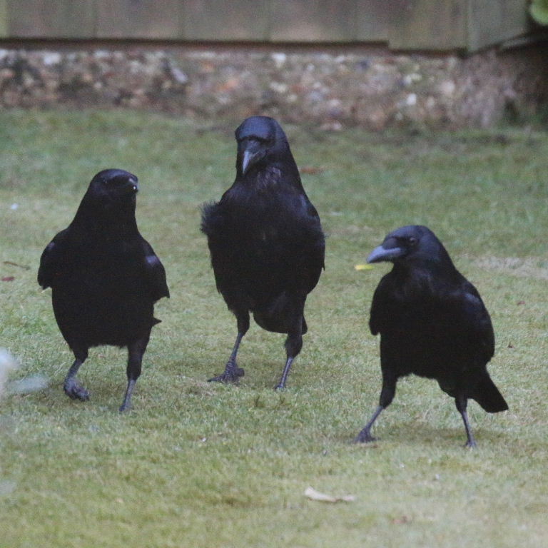 Carrion Crows