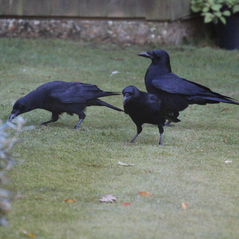 Crows