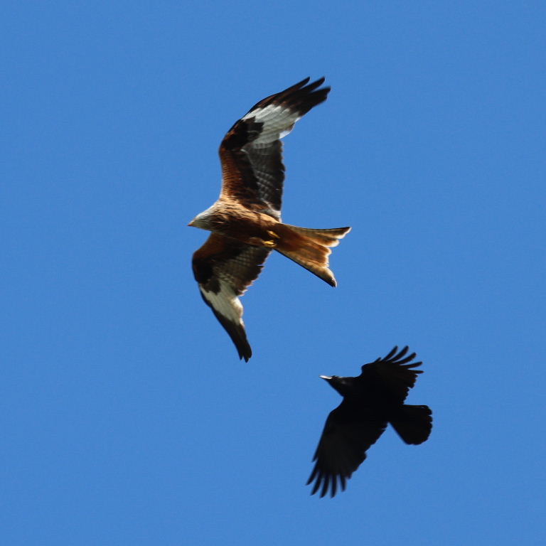 Crow chasing Red Kite