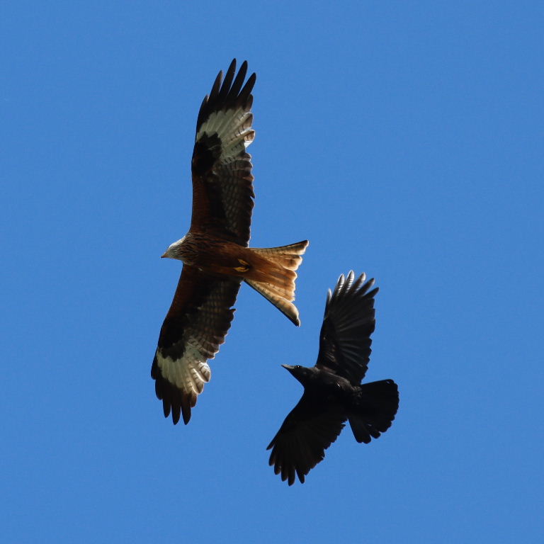 Crow chasing Red Kite