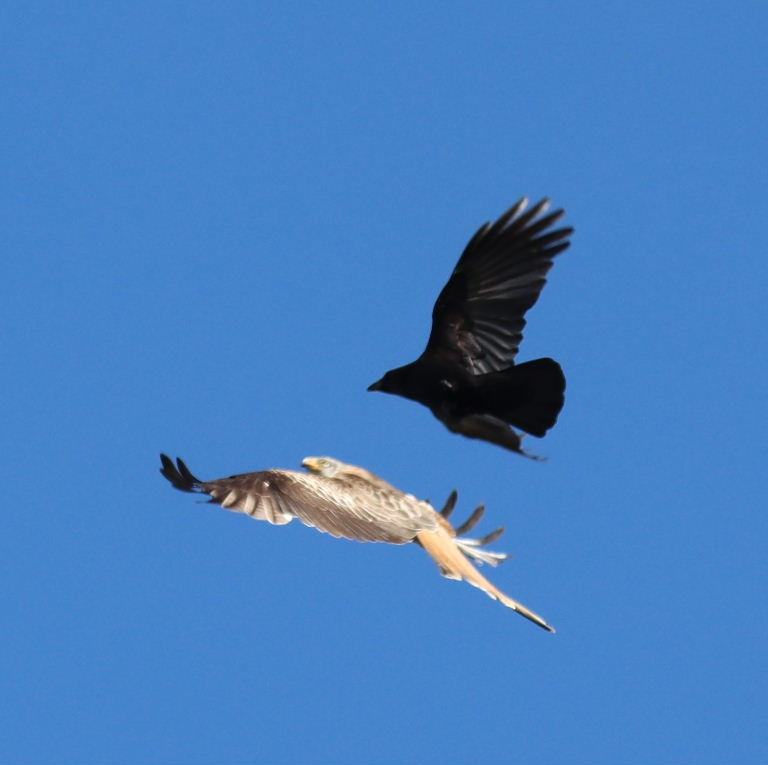 Crow chasing Red Kite