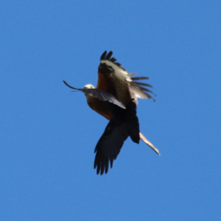 Crow chasing Red Kite
