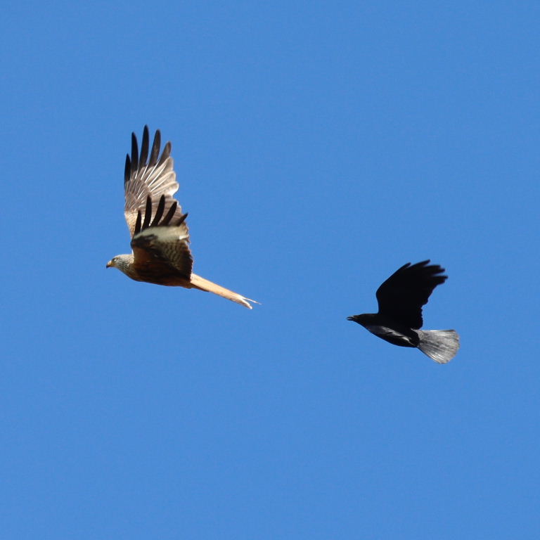 Crow chasing Red Kite