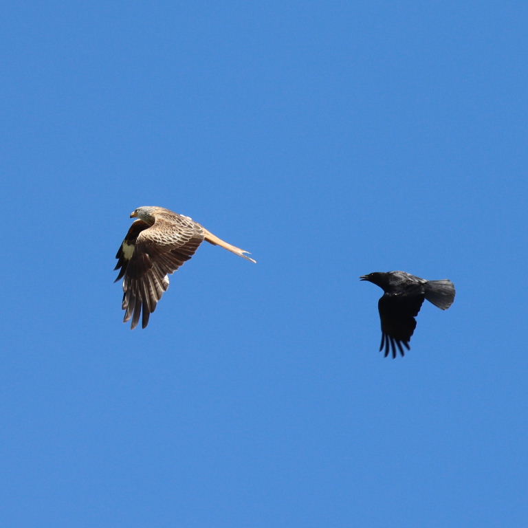 Crow chasing Red Kite
