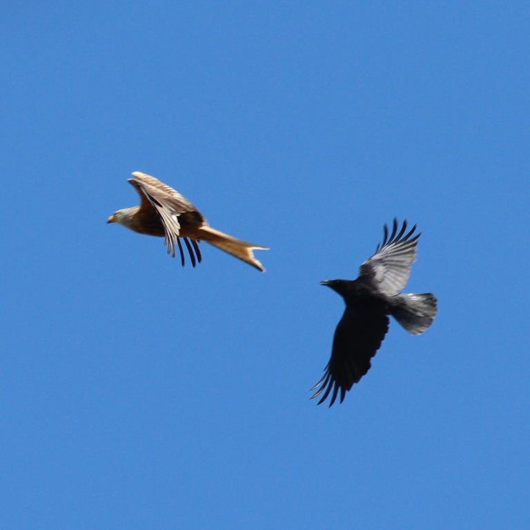 Crow chasing Red Kite