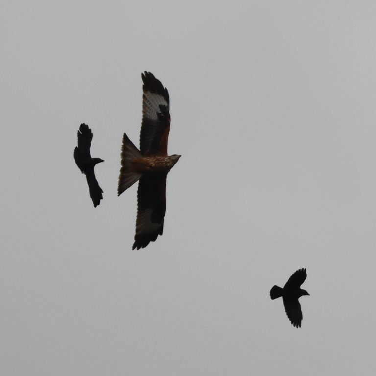 Crows chasing Red Kite