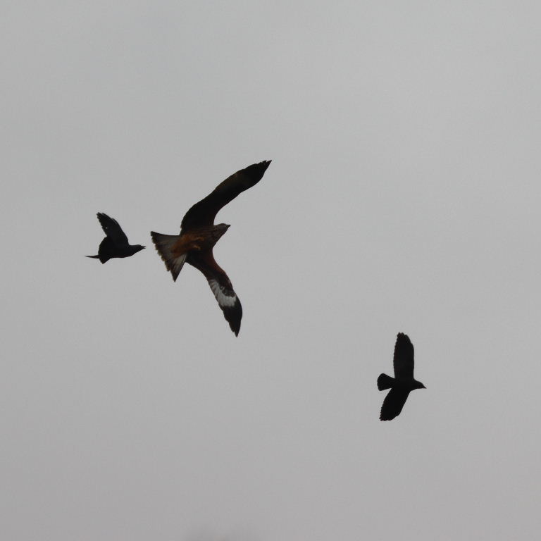 Crows chasing Red Kite