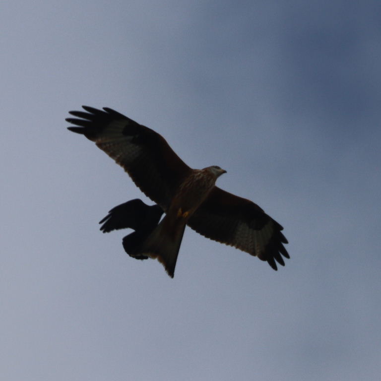 Crows chasing Red Kite