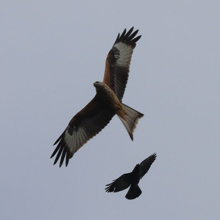 Crow chasing Red Kite