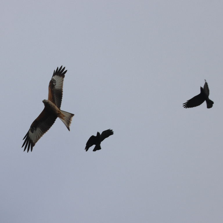 Crows chasing Red Kite