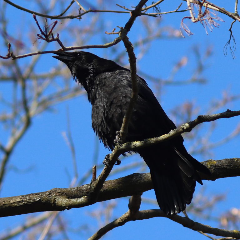 Crow