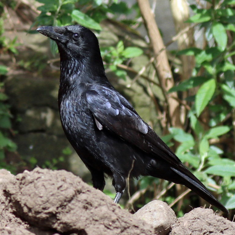 Crow