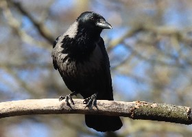 hybrid Carrion and Hooded crow
