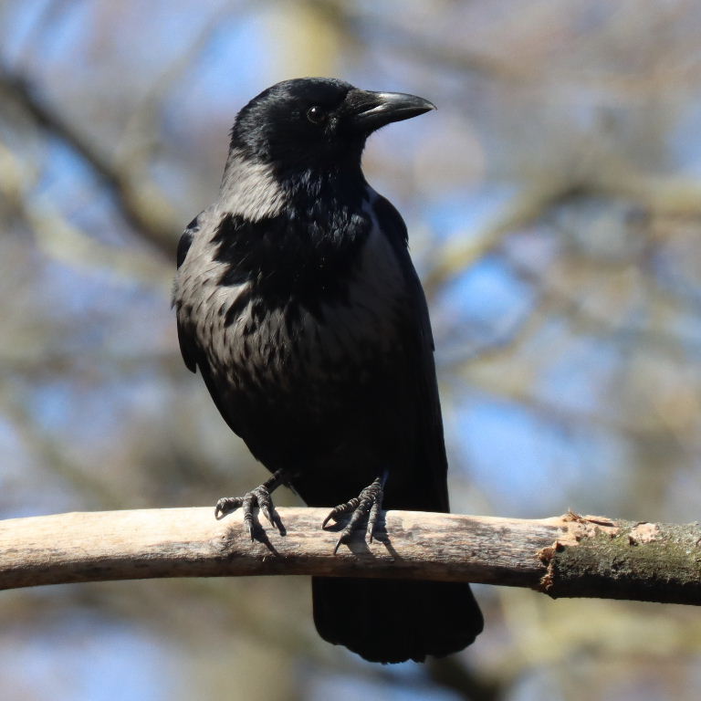 Hybrid Hooded and Carrion Crow