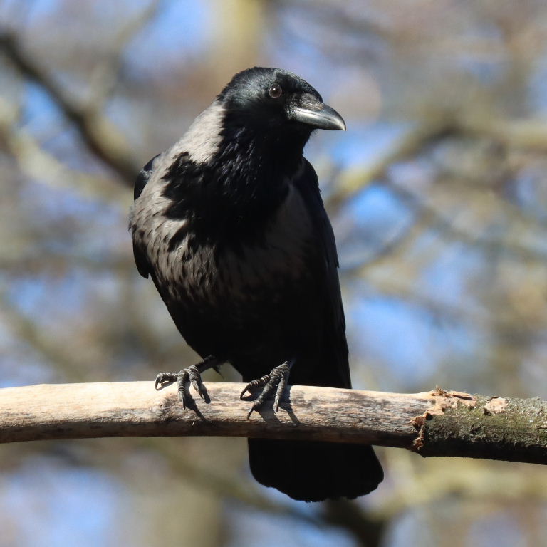 Hybrid Hooded and Carrion Crow