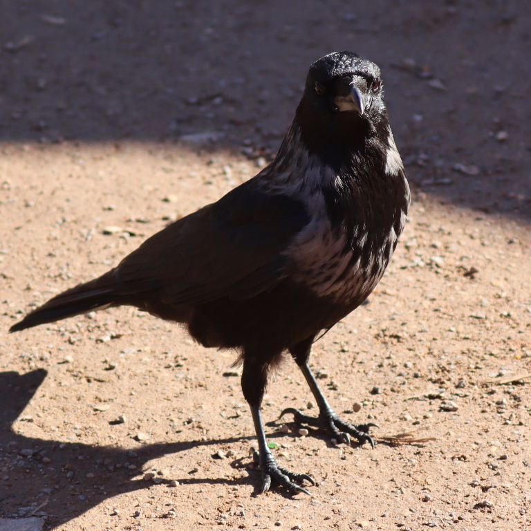 Hybrid Hooded and Carrion Crow