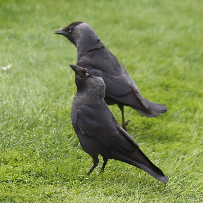 Jackdaw with patches of brown plumage
