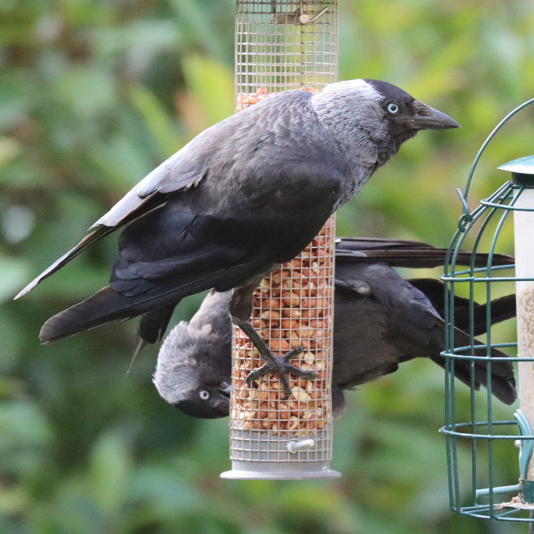Jackdaw on bird feeder