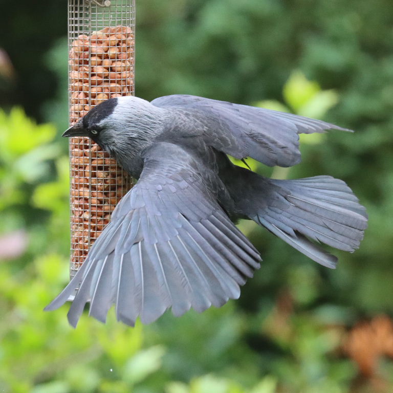 Parakeet seeing off Jackdaw on bird feeder