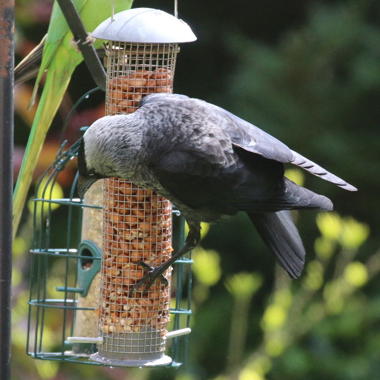 Jackdaw on bird feeder